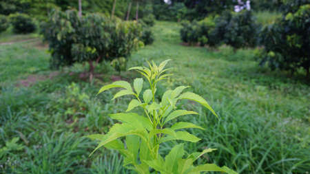 Natural green ornamental plants taken from the gardenの写真素材