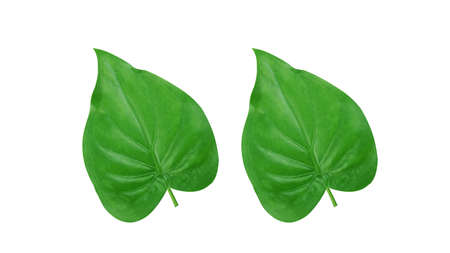 Isolated green leaves for backgroundの写真素材