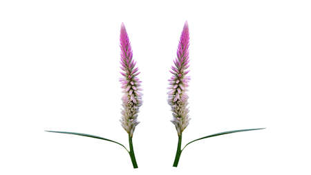 Twin grass flower isolated on white backgroundの写真素材