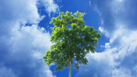 Isolated big tree on sky backgroundの写真素材