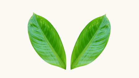 A pair of green leaves isolated on a white background