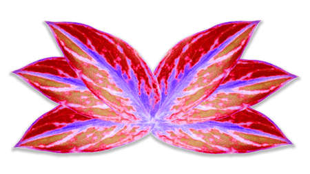 Pink leaf graphic Isolated on a white backgroundの写真素材