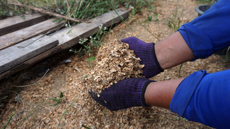 Hand holding sawdust to make compost for garden planting.
