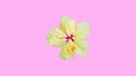 Yellow hibiscus flower isolated on white background