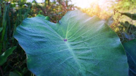 The leaves are sprayed with clear water with golden sunlight in the morning, taken from the garden at sunrise.の写真素材