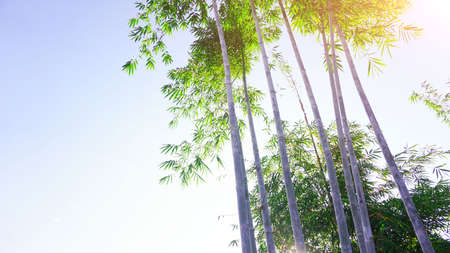 Bamboo forest with natural morning sunlight in the garden planted for background or illustration.の写真素材