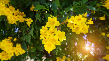Tecoma stans yellow flowers in forest garden natural sunlight for background or illustration.