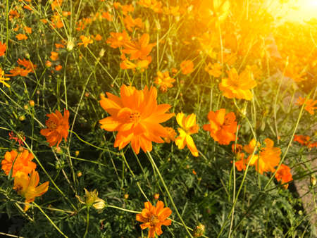 The orange flowers in the forest garden are naturally beautiful in sunlight.