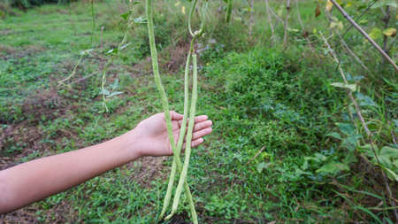 Hand held yard long beans grown in a high protein vegetable garden.