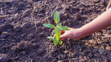 Hand holding Mitragyna speciosa  plant that is planted in a healthy herb garden.
