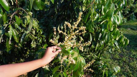 Longan flowers planted in orchards are good for health.の写真素材