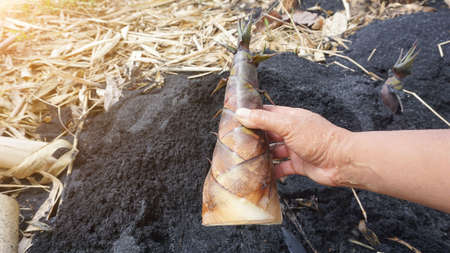 A gardener holds Thai bamboo shoots planted in his farm to prepare dinner.の写真素材
