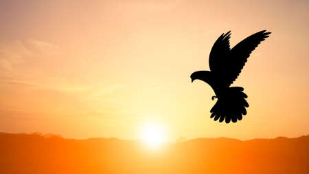 A bird is flying during the sunset, natural golden sunlight on the top of the mountain symbolizes freedom and freedom.の写真素材