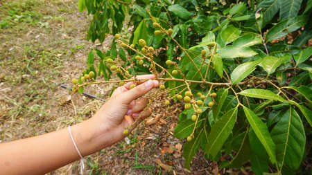 Hand holding a bouquet of longan from a longan plant in the garden