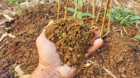 Hand held compost made from cow manure fertilizer for planting in the garden.
