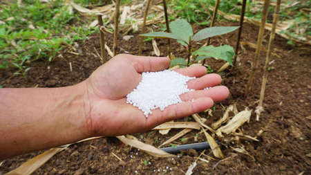 Hand holding white chemical fertilizer granules, material for nourishing plants planted in...