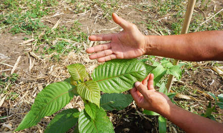 Hand holding Mitragyna speciosa leaves of the kratom plant a healthy medicinal plant for aches and pains planted in the agricultural gardenの写真素材