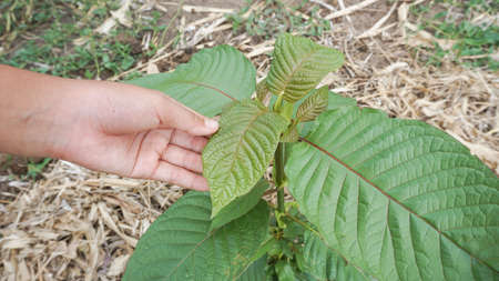 Hand holding Mitragyna speciosa leaves of the kratom plant a healthy medicinal plant for aches and pains planted in the agricultural gardenの写真素材