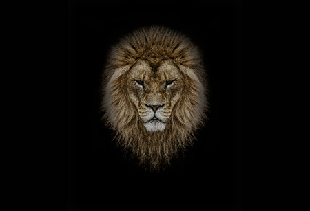 lionの写真素材