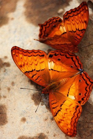 Two Actions, Two Butterflies On A Little Rockの写真素材