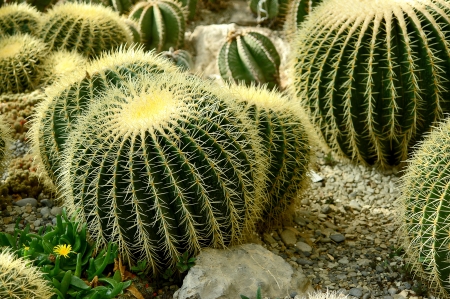 Round cactuses familyの写真素材