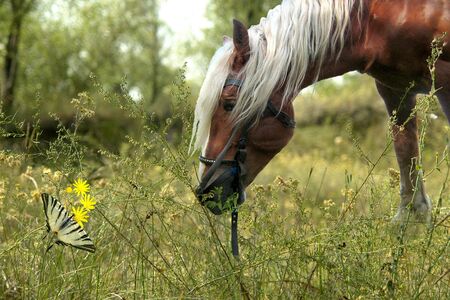 A horse and a butterfly on a meadowの写真素材