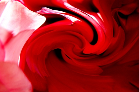  twisted petals of scarlet roses                              の写真素材