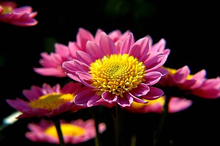 chrysanthemum violet                         の写真素材