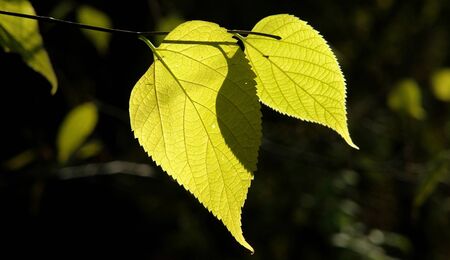 Two sheets on a dark backgroundの写真素材