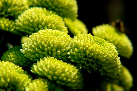 inflorescence chrysanthemum green small tender                               の写真素材