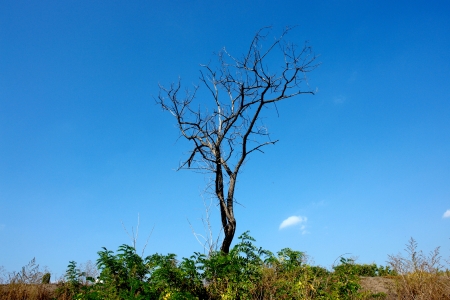 dried solitary tree with black branches                             の写真素材