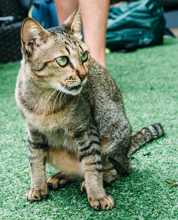 A cat in the garden.の写真素材