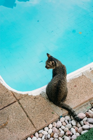 A cat near the swimming pool.