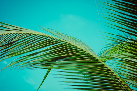 Palm trees under blue sky. Vintage post processed.の写真素材