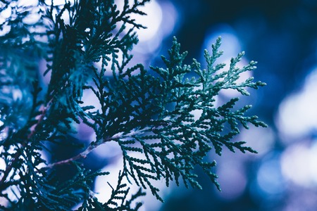 Christmas background. Green fir tree.の写真素材