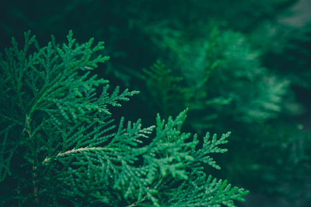 Christmas background. Green fir tree.