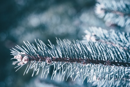 Christmas background. Green fir tree.