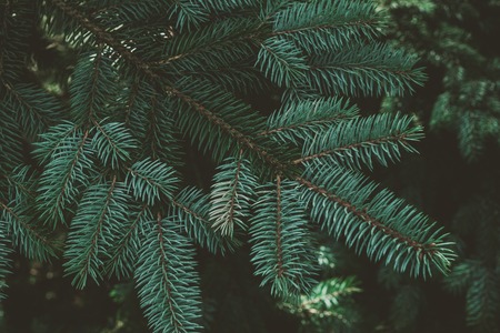 Christmas background. Green fir tree.の写真素材