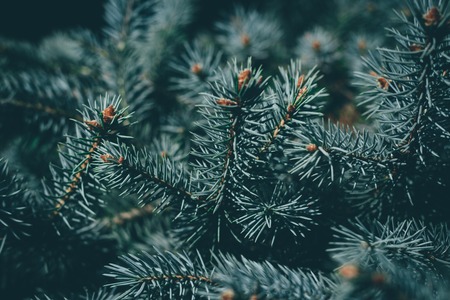Christmas background. Green fir tree.の写真素材