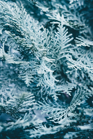 Christmas background. Green fir tree.