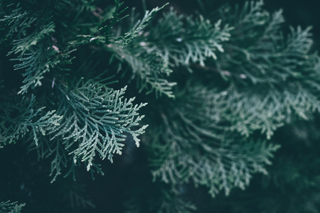 Christmas background. Green fir tree.