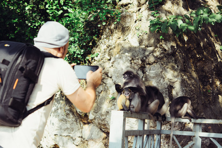 Langur monkey in national park Thailand.の写真素材
