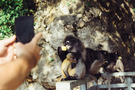 Langur monkey in national park Thailand.の写真素材