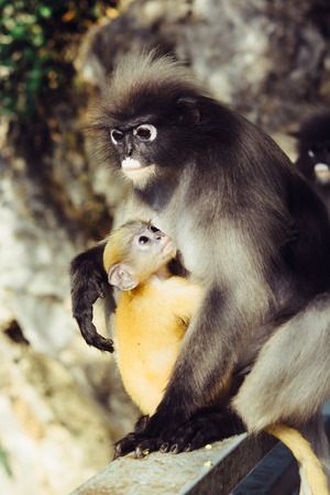 Langur monkey in national park Thailand.の写真素材