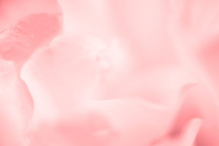Abstract floral background. Pink rose petal macro photography.の写真素材
