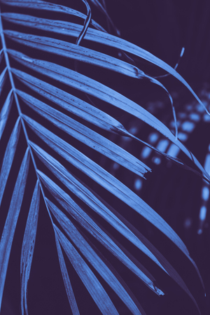 Abstract tropial palm leaves background.の写真素材