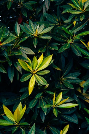 Foliage green leaves background. Tropical garden texture.