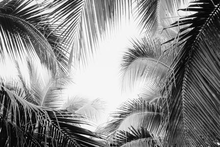 Coconut palm tree under sky. Vintage tropical background. Travel card. Retro toned poster. Black and whiteの写真素材