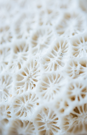 Abstract Seashell blurred background. Macro photography. Beautiful backdrop with copy cpace for webdesign. Holiday conceptの写真素材