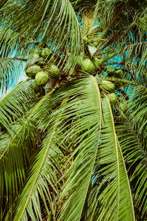 Coconut palm tree unset light. Vintage tropical background. Travel card. Retro toned poster....